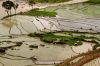 Террассы рисовых полей в Сапе