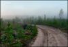 Туманное утро - 1