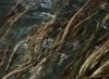 cпокойные водорослевые обои в бордовых тонах