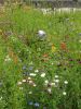 Jardins Demain