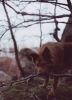 Нелегкая песья ноша