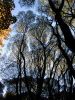 Осень на Крестовском