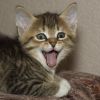 Поющий котейка