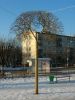 Городское дерево