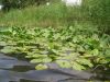 Кувшинки. Скадарское озеро