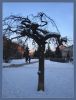 Необычное дерево.