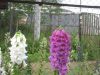 IMG 0651