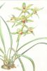 Cymbidium lowii