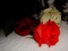 На снегу под деревом, три свежих розы...