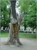 Дерево. 