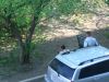 Местный браканьер...