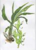 Cycnoches chlorochylon