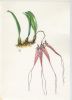 Bulbophillum sp.