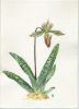 Paphiopedilum sp.