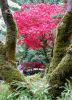 Красный мост в японском саду - репост 