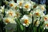 Нарциссы
