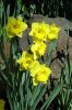Нарциссы