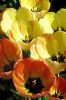 Тюльпаны  