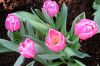 Тюльпаны 