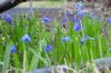 Голубые подснежники