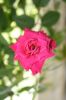 rose new