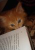 чего пишут там, в книжках ваших?..
