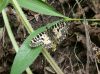 Butterfly 2