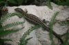 Lyzard