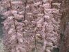 IMG 6261