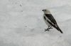 Птичка на снегу