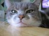 Котик - обормотик