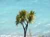 Palm tree by the sea