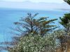 trees, sea and mountain