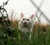 Коты в дикой природе
