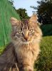 Портрет неизвестного кота