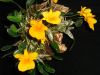 D.jenkensii