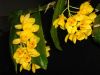 цветение D.sulcatum