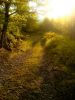 Лесная дорога в лучах туманного солнца 