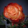 Розовая роза :)