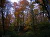 Краски осени