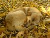Рыжий пес на осенних листьях