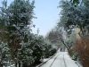 Заснеженный лавровый лист