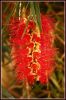 Bottlebrush