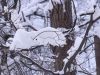Зимний лес