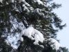 Мороз и солнце день чудесный...