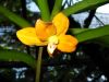 Мужской цветок Dimorphorchis rossii