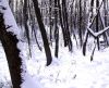 Лес зимой