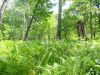 Папоротник с мой рост)