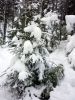 Куржак