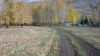 Кладбище в лесу
